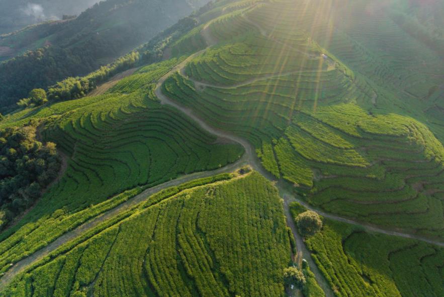 智慧茶園設(shè)備廠家